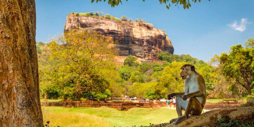 From Colombo: Sigiriya and Dambulla Day Trip with Safari - What the $53 price really covers