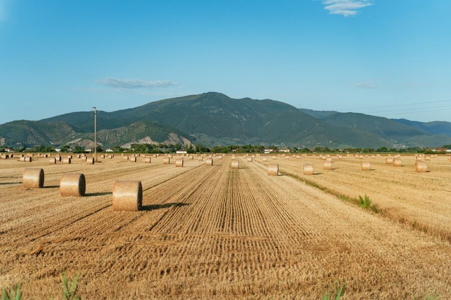 From Florence: Siena, San Gimignano, Pisa & Lunch at Winery - Transport, guides, and the pace of the day