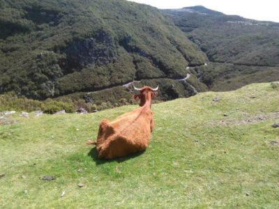 From Funchal: West Madeira and Laurel Forest Day Trip
