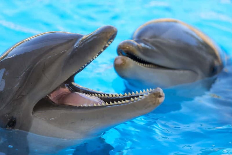 From Gran Canaria: Day Trip to Loro Parque Tenerife - Key points to know before booking