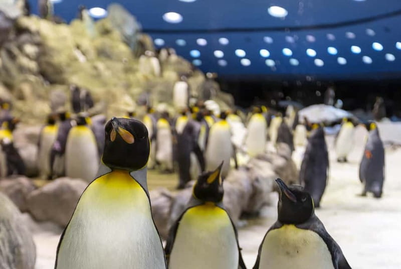 From Gran Canaria: Day Trip to Loro Parque Tenerife - Why this Gran Canaria day trip is worth considering