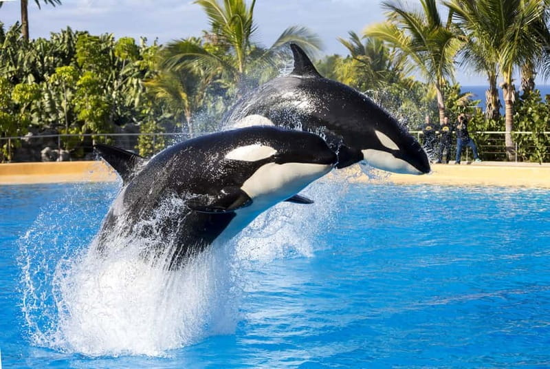 From Gran Canaria: Day Trip to Loro Parque Tenerife - The bus from Santa Cruz to Puerto de la Cruz