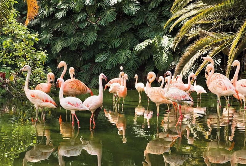 From Gran Canaria: Day Trip to Loro Parque Tenerife - Entering Loro Parque and choosing your pace