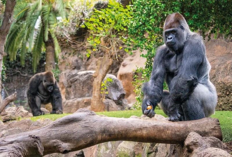 From Gran Canaria: Day Trip to Loro Parque Tenerife - Parrots, gorillas, tortoises, and underwater life