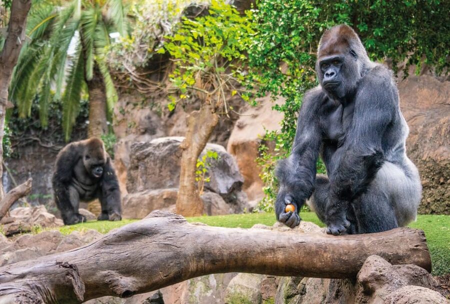 From Gran Canaria: Day Trip to Loro Parque Tenerife - How the 12-hour schedule feels