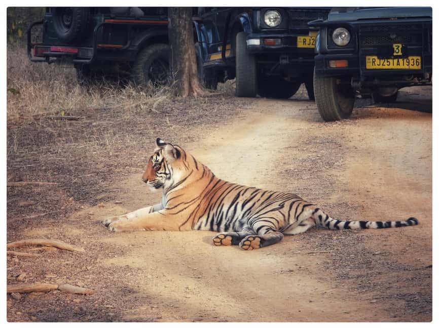 From Jaipur: Ranthambore National Park Day Trip with Safari - Should you book the Ranthambore safari from Jaipur?