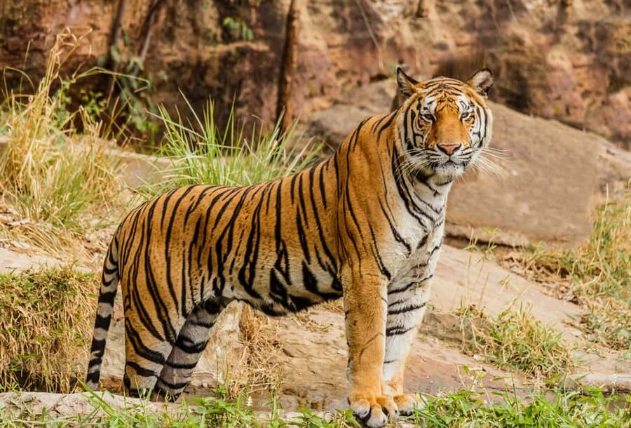 From Jaipur: Ranthambore National Park Day Trip with Safari - The long road from Jaipur to Sawai Madhopur
