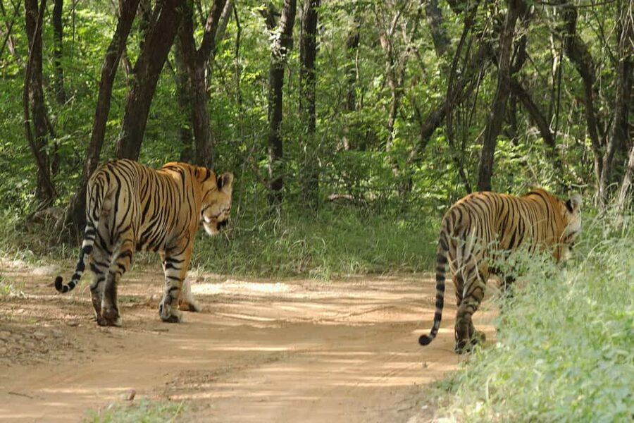 From Jaipur: Ranthambore National Park Day Trip with Safari - Entering Ranthambore National Park