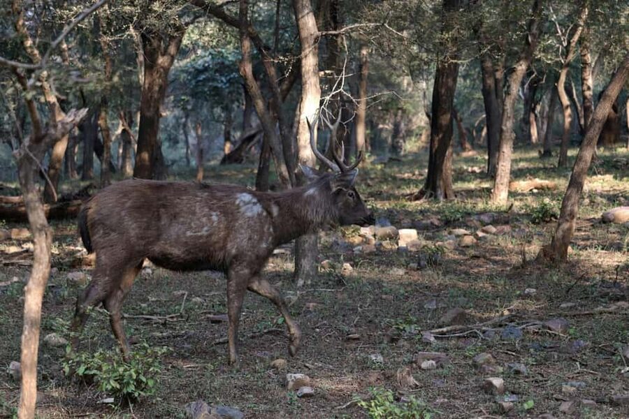 From Jaipur: Ranthambore National Park Day Trip with Safari - The animals you may see