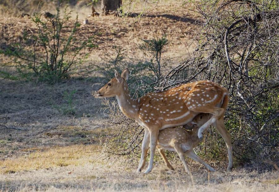 From Jaipur: Ranthambore National Park Day Trip with Safari - The guide can shape the safari