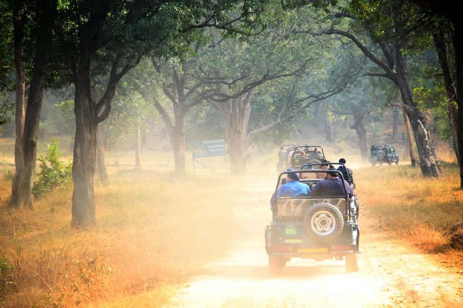From Jaipur: Ranthambore National Park Day Trip with Safari - Timing, weather, and what to pack