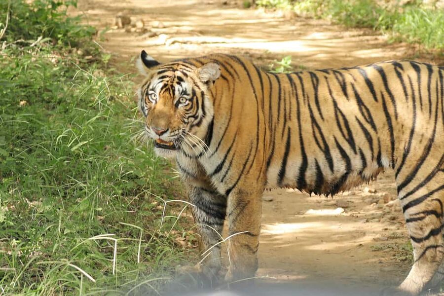 From Jaipur: Ranthambore National Park Day Trip with Safari - Is $85 good value?