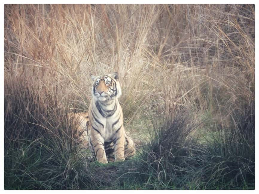 From Jaipur: Ranthambore National Park Day Trip with Safari - What the private vehicle adds to the day