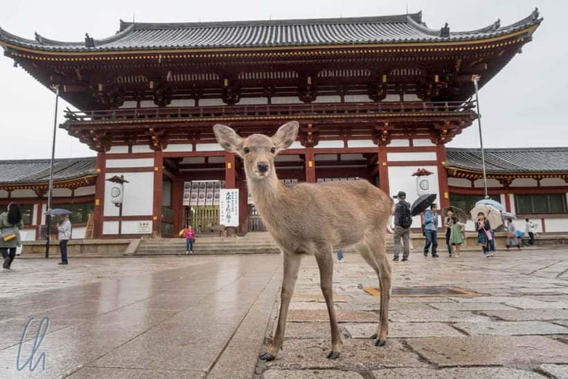 From Kyoto: Nara, Osaka & Kobe Day Trip – 3 Cities in 1 Day - Key points to know before booking