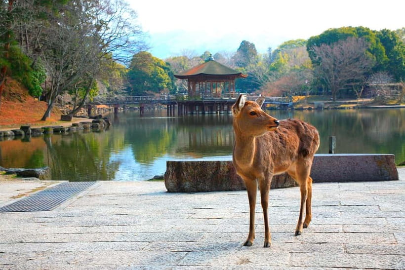 From Kyoto: Nara, Osaka & Kobe Day Trip – 3 Cities in 1 Day - Dotonbori: Osaka in one concentrated burst