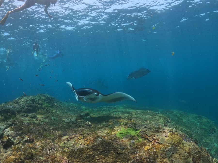 From Lembongan: Nusa Penida Snorkeling Day Trip - Adding lunch and the mangrove tour