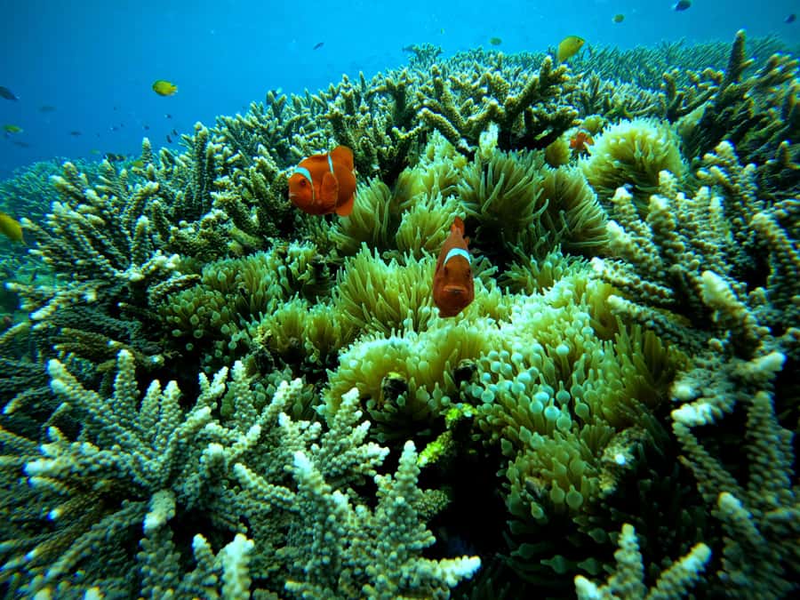 From Lembongan: Nusa Penida Snorkeling Day Trip - What to bring and how to prepare