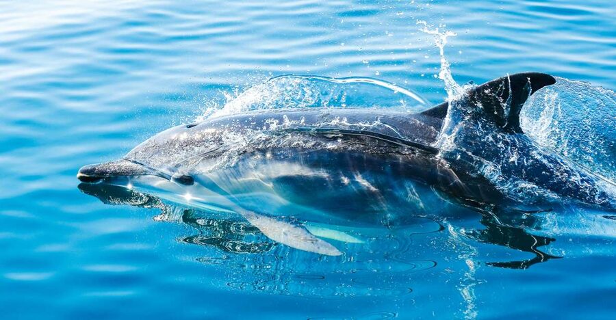 From Malaga: Day trip to Gibraltar and Dolphin Boat Tour - The 90-minute search for dolphins