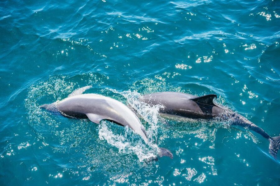 From Malaga: Day trip to Gibraltar and Dolphin Boat Tour - What the guides add to the day