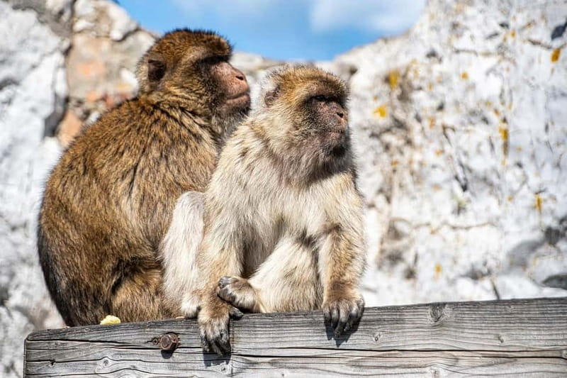 From Málaga: Gibraltar Day Trip - Why this Málaga excursion works