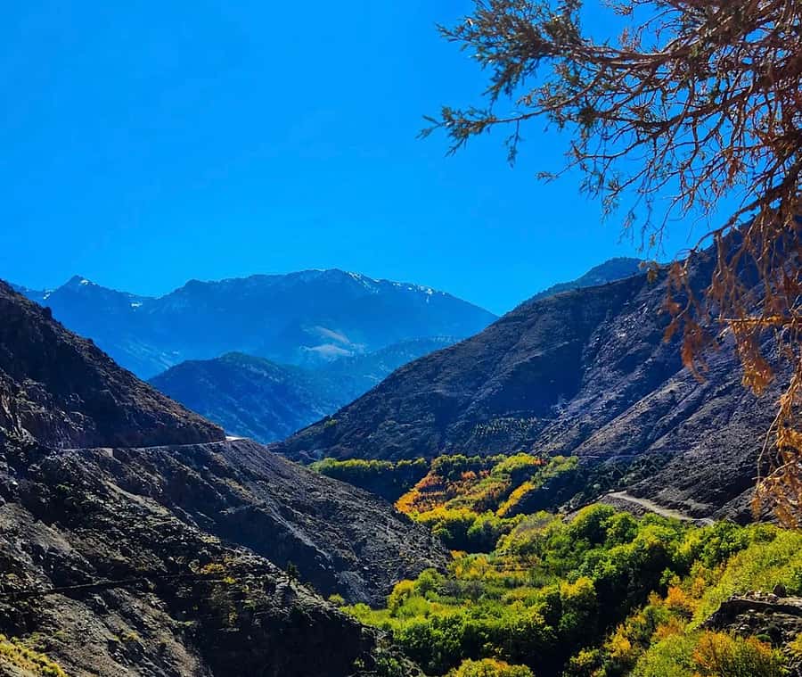 From Marrakech: Atlas Mountains Day Trip with Camel Ride - Mint tea and a Berber family lunch