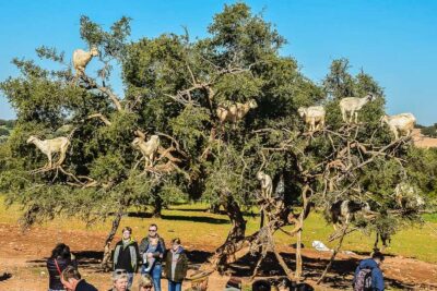 From Marrakech: Essaouira Day Tour with Optional Activities