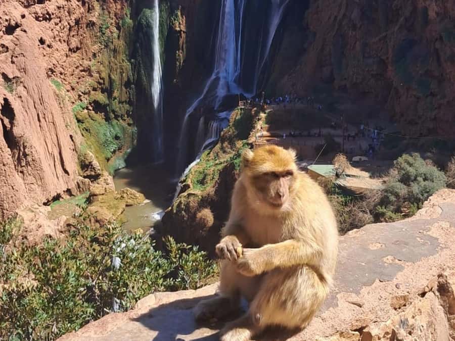 From Marrakech:Ouzoud Waterfalls Day Trip with Boat Tour - Pickup from Marrakech and the road north