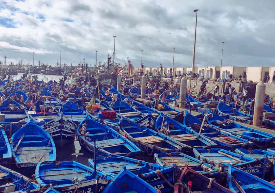 From Marrakesh: Essaouira Full-Day Trip - What happens at the argan oil cooperative