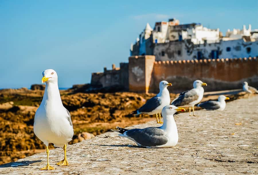 From Marrakesh: Essaouira Full-Day Trip - Time on Essaouira Beach
