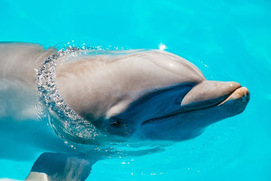 From Miami: Key West Day Trip - Crossing the Florida Keys by coach