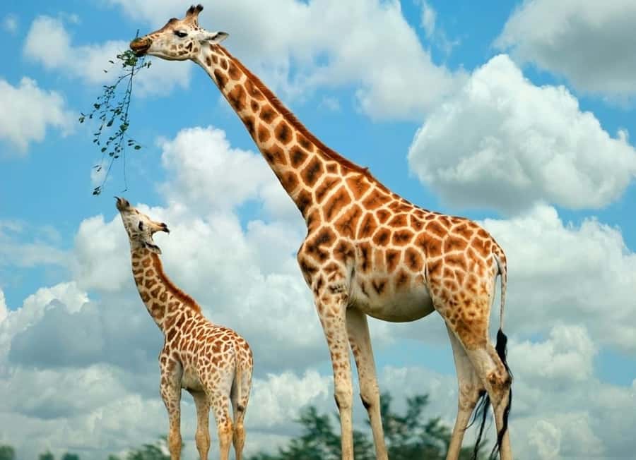 From Nairobi: Elephant Orphanage and Giraffe Center Day Trip - Why this Nairobi day trip works so well