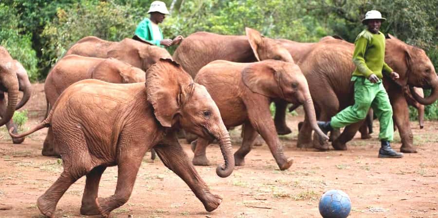 From Nairobi: Elephant Orphanage and Giraffe Center Day Trip - Starting early at the Giraffe Centre