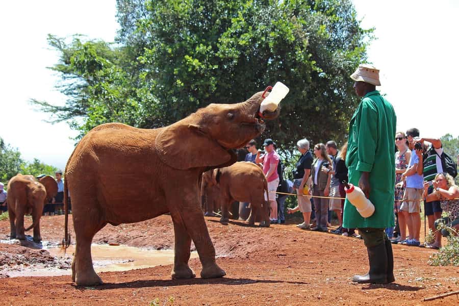 From Nairobi: Elephant Orphanage and Giraffe Center Day Trip - Kobe Beads gives the day a human side