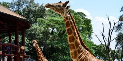 From Nairobi: Elephant Orphanage and Giraffe Center Day Trip