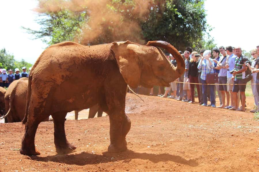 From Nairobi: Elephant Orphanage and Giraffe Center Day Trip - Transport, guides, and making the timing work