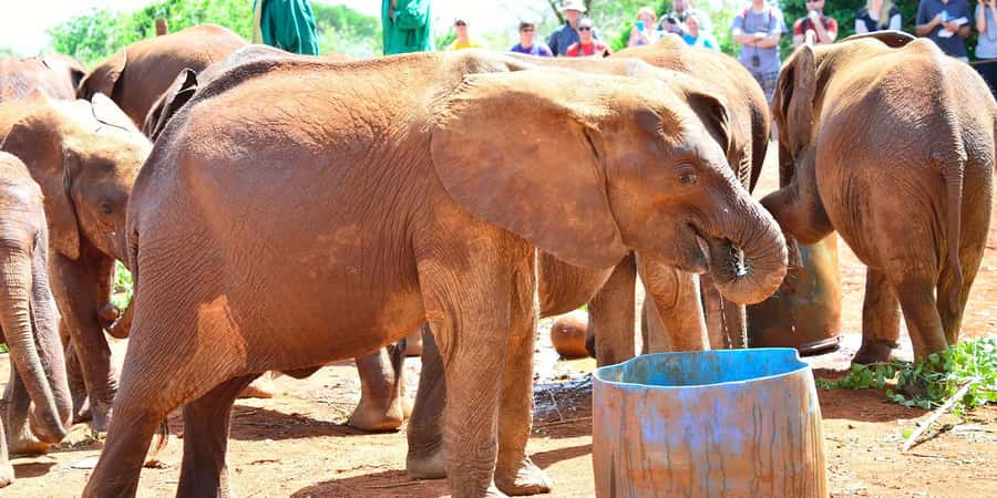 From Nairobi: Elephant Orphanage and Giraffe Center Day Trip - Simple ways to improve your day