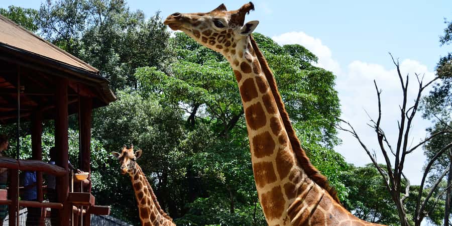 From Nairobi: Elephant Orphanage and Giraffe Center Day Trip - The emotional visit to David Sheldrick Wildlife Trust