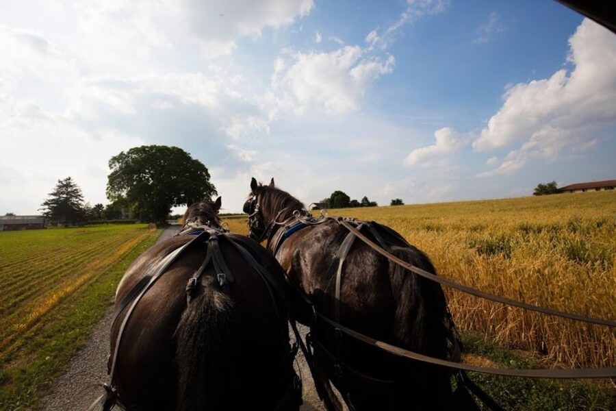 From NYC: Day Trip to Philadelphia and Amish Country - The Amish buggy ride through farm country