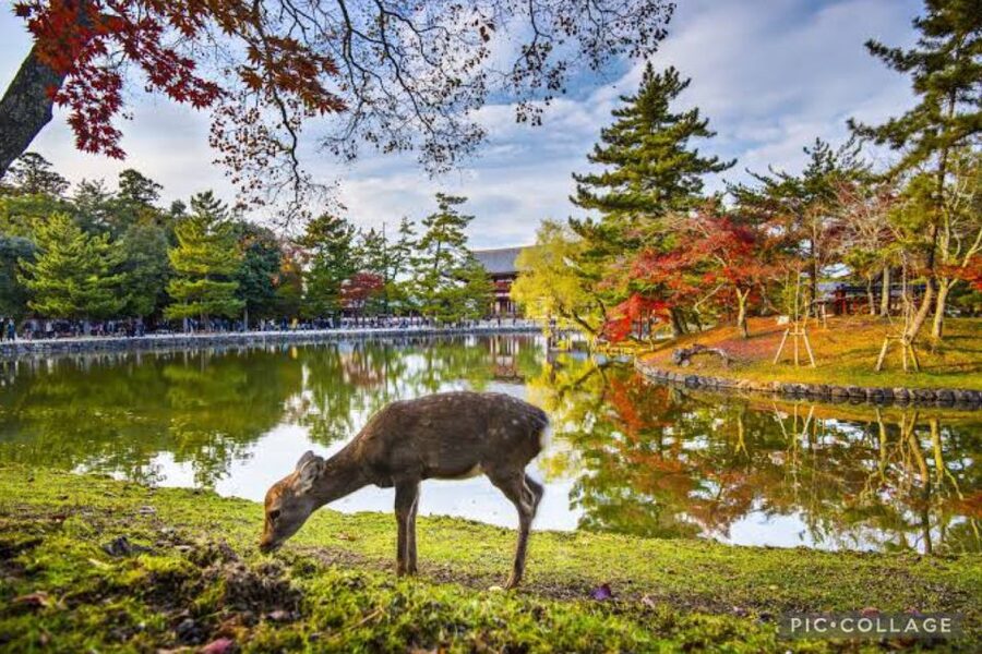 From Osaka/Kyoto: Private Kyoto & Nara Day Trip with Pickup - Time, traffic, and walking