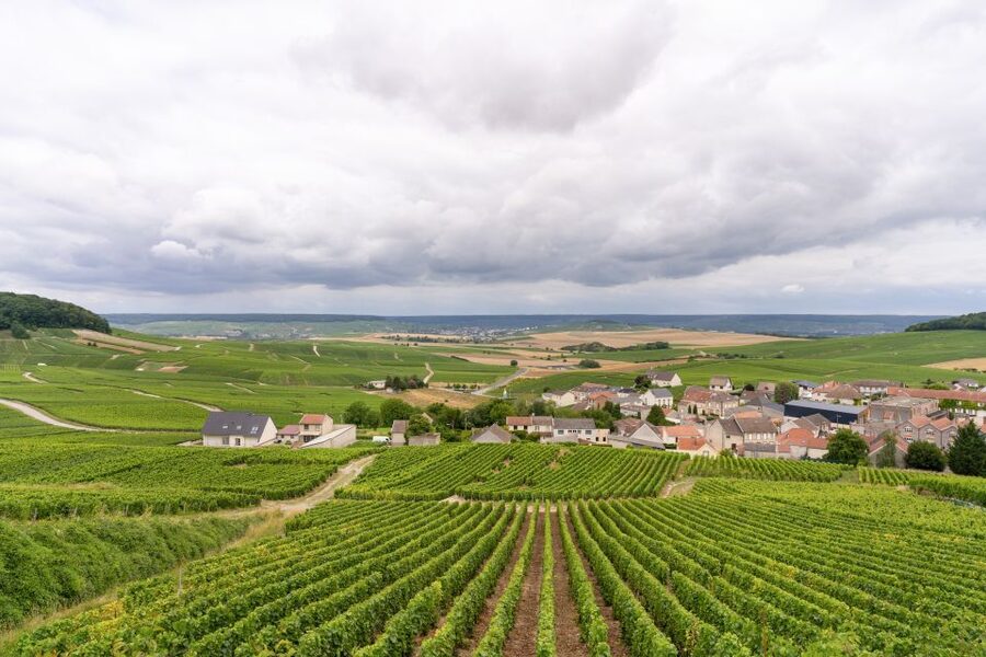 From Paris: Day Trip to Champagne with 8 Tastings & Lunch - A glass among the vines