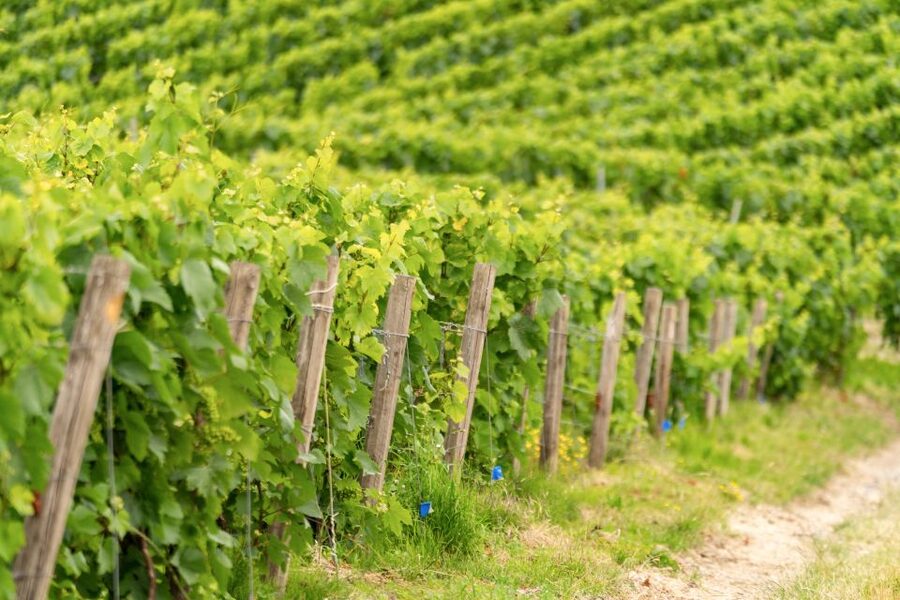 From Paris: Day Trip to Champagne with 8 Tastings & Lunch - What the $345 price really covers