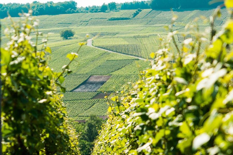 From Paris: Small-Group Champagne Day Trip with Six Tastings - The 7 AM start from Café Dada Ternes