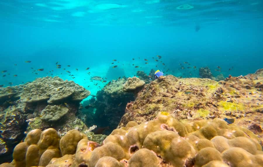 From Phuket: Day Trip to Phi Phi with Private Longtail Tour - Snorkeling with fish and possible reef sharks