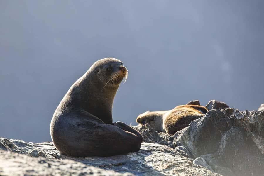 From Queenstown: Milford Sound Cruise and Coach Day Trip - Rain is not a bad-weather backup plan