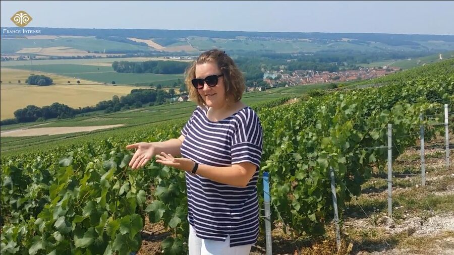 From Reims: Champagne Day Trip to 3 Family Domains & Lunch - Starting in Reims with an easy city introduction