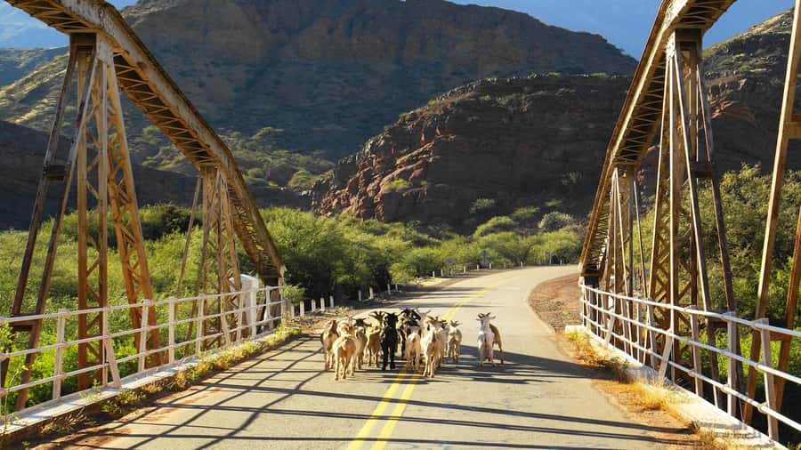 From Salta: Day Trip to Cafayate - Guides, language, and the human side of the day