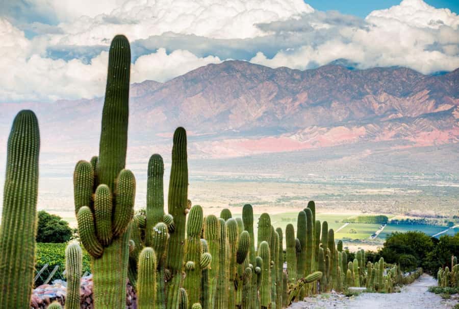 From Salta: Day Trip to Cafayate - Who should book this Salta to Cafayate tour