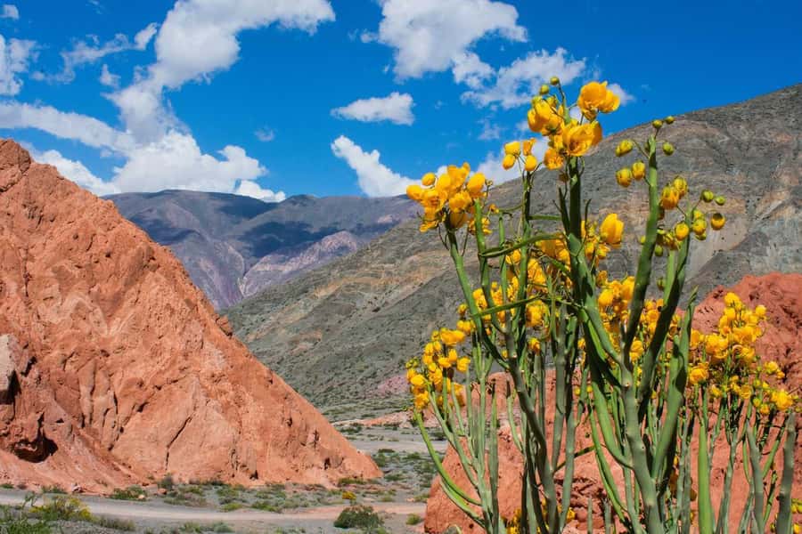 From Salta: Full-Day Trip to Salinas Grandes and Purmamarca - Climbing the Cuesta de Lipan