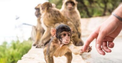 From Seville: Day Trip to Gibraltar