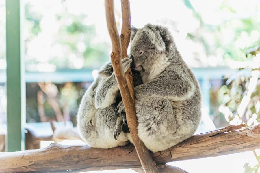From Sydney: Blue Mountains Full-Day Trip - A full day from Sydney to the Three Sisters